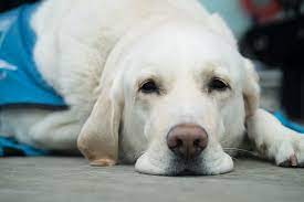 locks veterinary