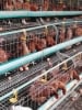 Jayjan farms