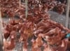 Macmed Integrated Farms