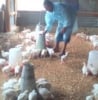 12Fruits Farms