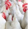 Toprific Farm