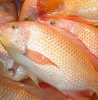Durante Fish Industries Limited