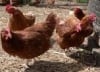 Livestock Feeds Plc