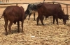 Dogonyaro Farms Nigeria Limited