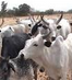 Emiraz Livestock Services
