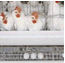 Bimba Agro Livestock Company
