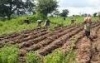 Akod Agricultural Services Company