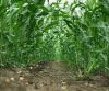 Green Acres Agricultural Services Limited