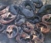 Catfish Farmers Forum Nigeria