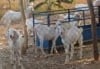 Victory Livestock Services Company