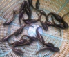 Pisci Farms