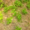 Afri Agropreneur