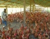 Delefresh Farm Limited