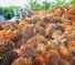 Zoboe West Africa