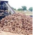 Kk Cassava Production