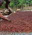 Terry Cocoa Merchant