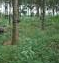 West African Rubber Products Nigeria