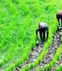 African Fertilizers and Chemicals Nigeria