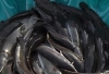 Amolese Aquaculture Nigeria Limited