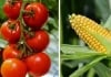SENCE Agric