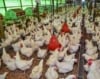 Ajanla Farms Limited