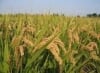 Jordan Agro Services Ltd