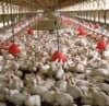 Amakach Integrated Farms