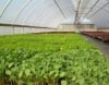 Plethora Farms