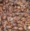 Jiff Snail Farms