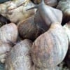 Mikky Snail Farm