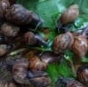 Tugate Snail Farm