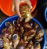 Farm-Fresh Poultry & Snails