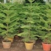 Exotic Garden