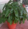 Mature-Work and Gardening
