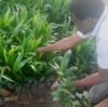 Doxa Agricultural Business Training
