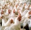 Benajabab & Sons Poultry Farm