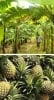 Onayomake Agricultural Biz