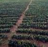Global Integrated Farms Nigeria