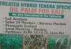 Hybrid Tenera Species Farming