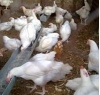 Elimor Farms Nigeria Limited