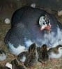 Soda Farms & Poultry Services