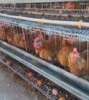 GELILIYA Farms Dazigau, Potiskum