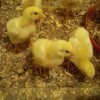Sesan Oni Poultry