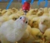 Sky Fresh Poultry & Equipment