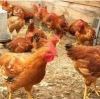 Umaiyah Integrated Farms