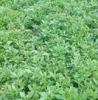 Cassini Farms Limited
