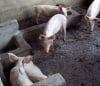 IE Farms International