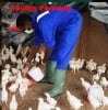 Eslobose Integrated Farms Limited