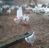 Beedge Farms Nigeria Limited