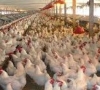Sabi Farms